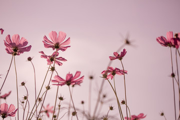Wall Mural - Beautiful Cosmos Flower Background