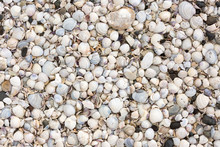 Beach Shells
