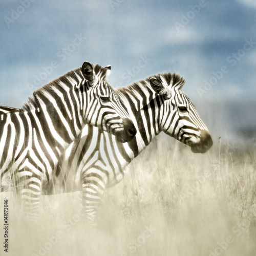 two-zebras-in-the-savannah-serengeti-africa