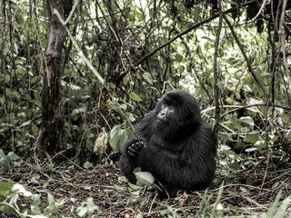 Wall Mural - Mountain gorilla, Virunga National Park, DRC, Africa