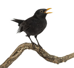 Turdus merula on a wood branch , isolated on white