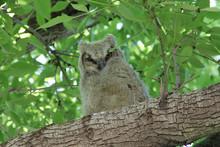 A Wild Baby Owl Peeking Through The Leaves