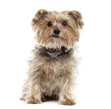 Yorkshire Terrier Sitting, Isolated On White