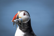 Close Up Of Atlantic Puffin With Sand Eels In Beak