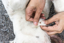 Closeup Of Human Hands Remove Dog Adult Tick From The Fur,dog Health Care Concept.