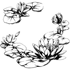 Water lily illustration