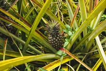 High Angle View Of Pineapple Growing On Plant