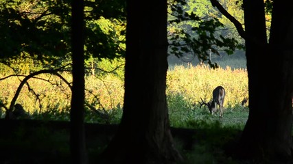 Canvas Print - Whitetail Deer Buck In Velvet