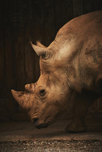 Close Up Of Rhinoceros In Zoo