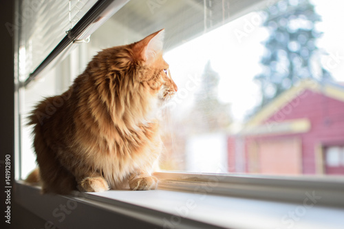 Fluffy Long Hair Orange Cat Sitting In Window Watching Birds Buy