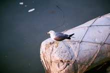 A Seagull Resting On A Buoy