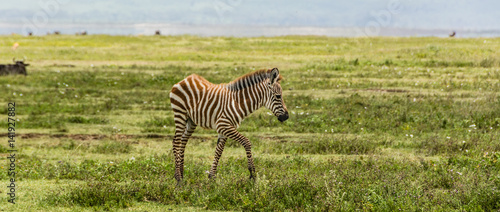 Newborn Baby Zebra In The African Savannah Buy This Stock Photo