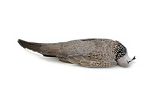 Dead Bird (Spotted Dove) Isolated On White Background