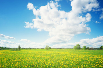  Field with yellow dandelions and blue sky