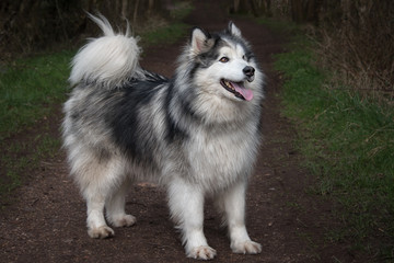 Aufkleber - full length side profile of a husky cross malamute dog standing and facing to the right