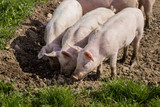 Fototapeta Zwierzęta - Schweine