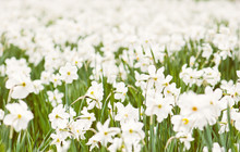 Planting White Daffodils, Spring Time