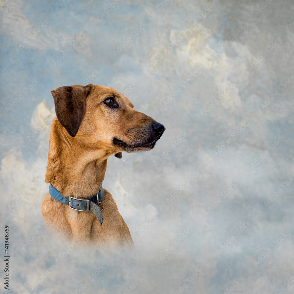 Brown Mongrel Dog Over Artistic Sky Background Pet Heaven Conce Sky Background Pet Heaven Conce