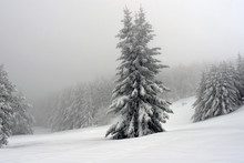 Cold Winter Day In The Mountain. Fir Trees Covered With Thick Snow. The Forest On The Background Hidden In Fog