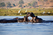 Hippopotamus In Chobe National Park