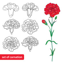 Vector Set With Outline Carnation Or Clove Flower, Bud And Leaves In Black And Red Isolated On White Background. Symbol Of Mother Day. Ornate Flowers For Spring Design, Coloring Book In Contour Style.