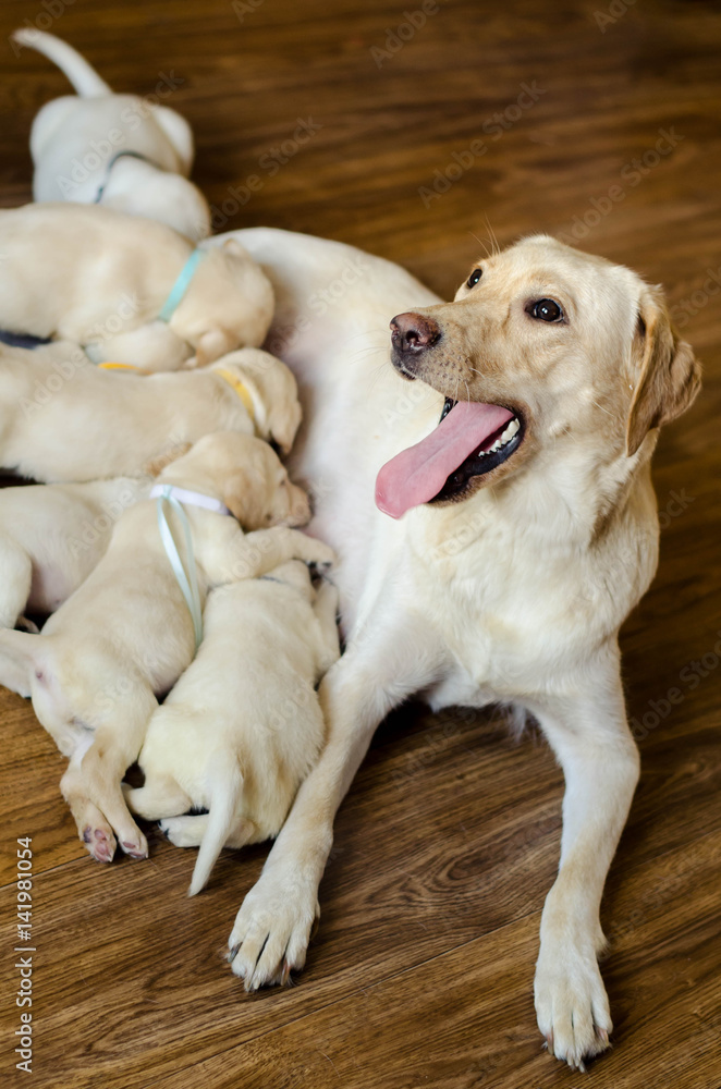 Milk for labrador puppy clearance