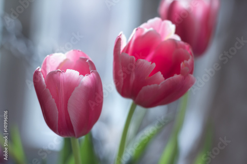 Pink tulips, bouquet