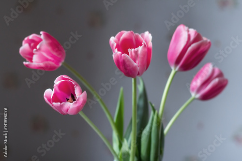 Pink tulips, bouquet.