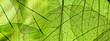 Leinwanddruck Bild - green foliage texture