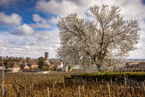 Arbre En Fleurs Dans Les Vignes De Pommard Buy This Stock
