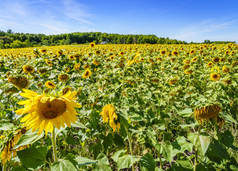 Canvas Print - Sunflower field