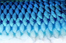 Photo Background Fragment Of Fish Scales
