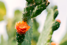 Mexican Cactus Blooming With Orange Flower