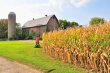 A Browning, Highly Mature Corn Crop Awaits Harvest In Early Fall On A Rural Northeastern Illinois Farm.