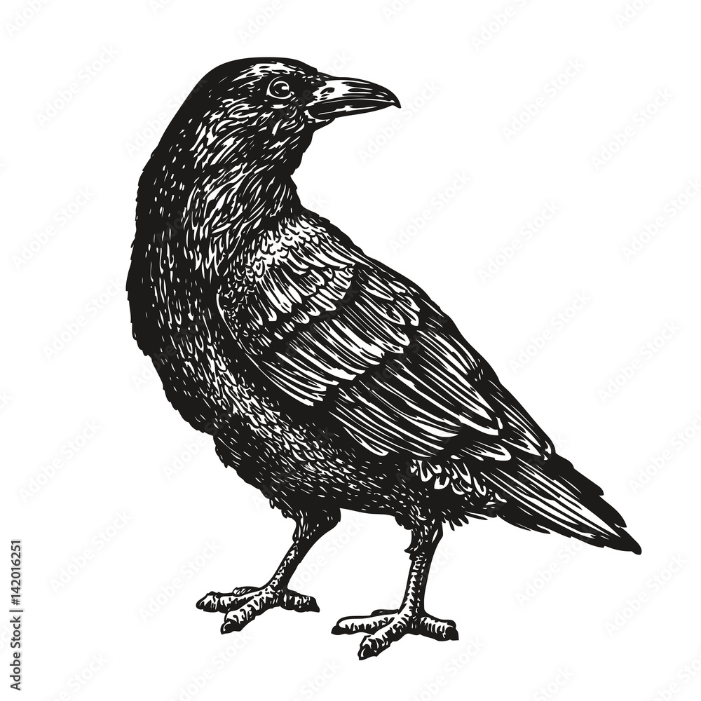 Hand-drawn black crow. Raven, bird sketch, vector illustration - obrazy, fototapety, plakaty 