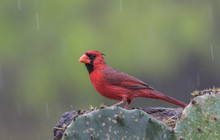 Red In The Rain - A Male Cardinal Perched On A Cactus Is A Vibrant Red From The Soaking Rain While Eating Seeds.