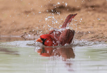 Splish Splash - A Male Cardinal Splashes Water While Bathing In A Pond.