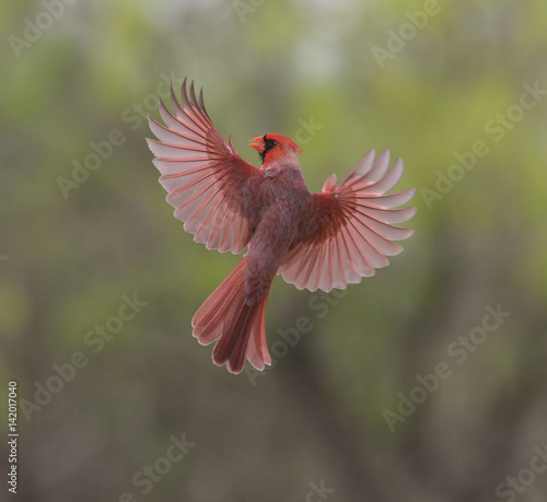 Fotografía Rhapsody in Red - A male cardinal spreads its beautiful red wings in preparation for a landing