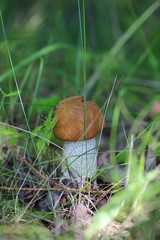 Wall Mural - mushroom edible red hat