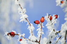 Rose Hip In The Winter
