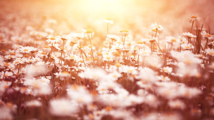 Poster - Beautiful daisy flower field