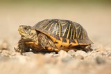 Fototapeta Konie - Western Box Turtle (Terrapene ornata)