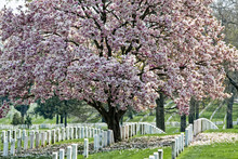 Arlington Natoinal Cemetery. Cherri Blossom.