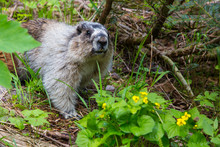 Hoary Marmot Foraging For Food In Green Undergrowth