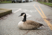 Canadian Grey Goose Resting Road