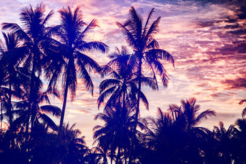 Silhouettes of palms on the background of the setting sun, nature background for tourist advertising