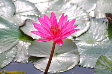 Canvas Print - Pink lotus blossoms or water lily flowers blooming in pond