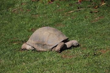 Giant tortoise in the grass