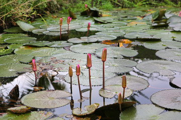 Canvas Print - Beautiful Lotus in pond