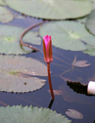 Canvas Print - Beautiful Bud lotus flower in water